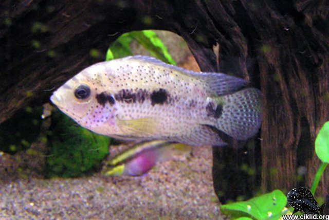 Spino (Ciklid Image).jpg