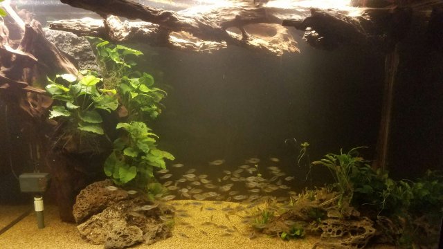Resized_20170306_210651.jpeg