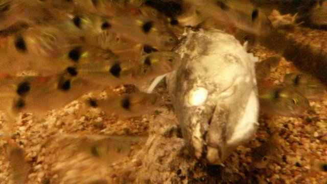 20160215_221647.jpeg
