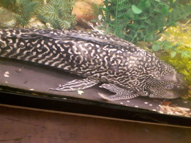 Why Does My Pleco Have White Patches