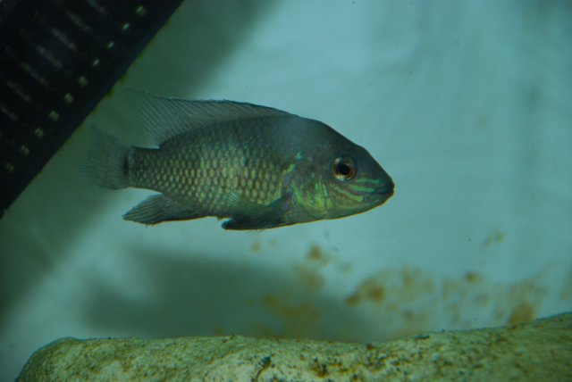 DSC_0008.JPG