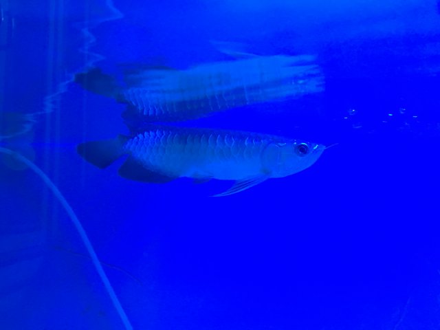 IMG_3518.JPG