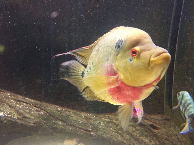 Trimac 2-21-2017.JPG