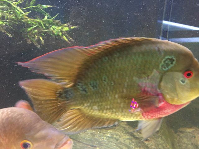 Trimac 2 2-21-2017.JPG