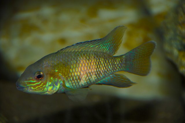 DSC_0059.JPG