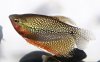 pearl gourami.jpg