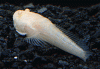 AlbinoStornFish001-3.gif