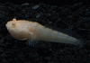 AlbinoStornFish001-4.gif