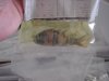 DSC01897.JPG