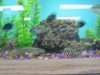jack's aquarium pet store 074.jpg