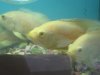 jack's aquarium pet store 088.jpg