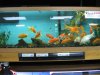 jack's aquarium pet store 093.jpg