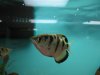 jack's aquarium pet store 096.jpg