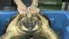 neogif2.gif