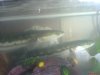 DSC00217.JPG