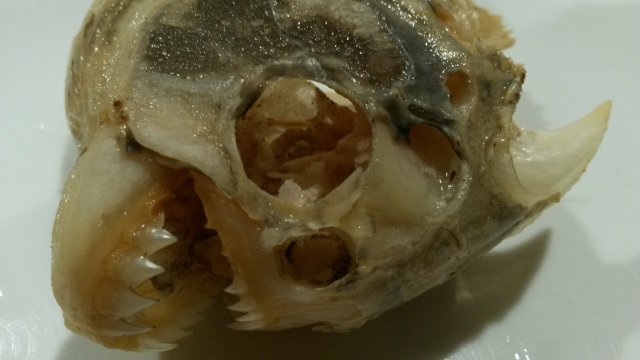 20160215_220501.jpeg