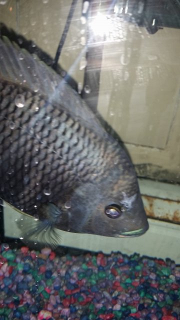 20170313_200947.jpg 20170313_200947.jpg