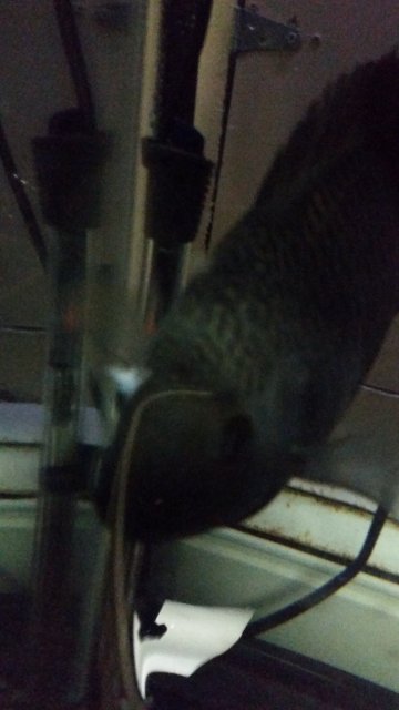 20170313_200850.jpg 20170313_200850.jpg