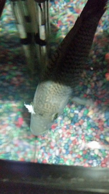 20170313_215648.jpg 20170313_215648.jpg