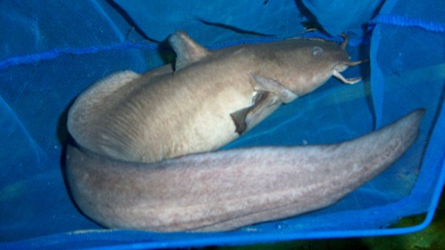 Eel tail 1.JPG