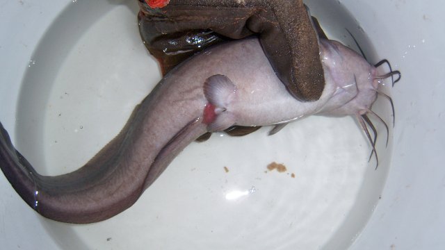 Eel tail 5.JPG