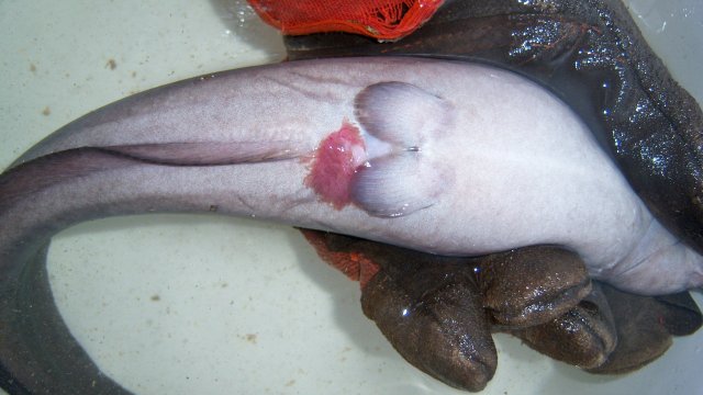 Eel tail 8.JPG