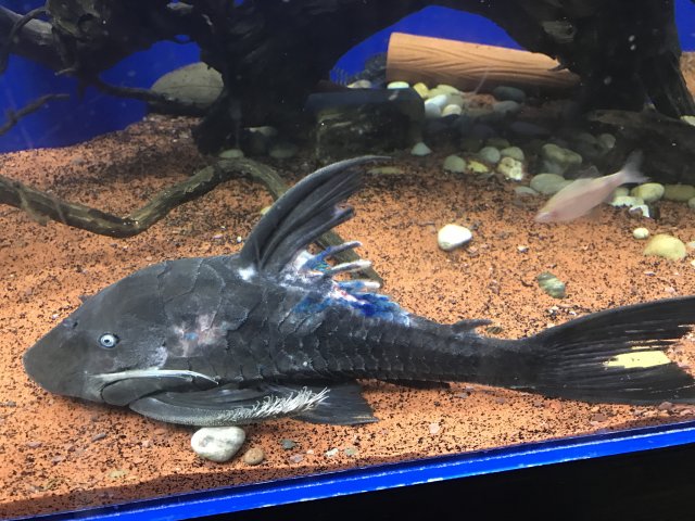 IMG_2909.JPG IMG_2909.JPG