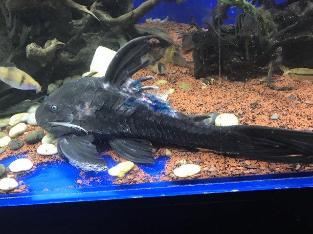 IMG_2910.JPG IMG_2910.JPG