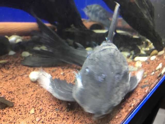 IMG_2907.JPG IMG_2907.JPG