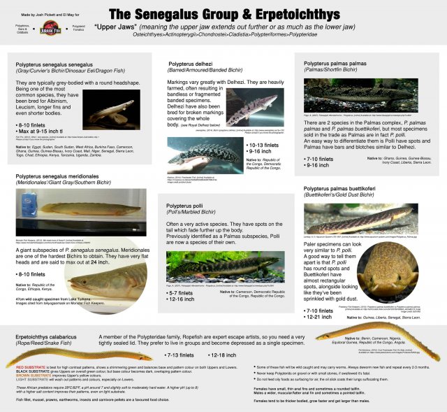 Bichir Species Chart