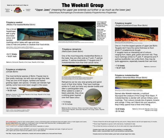 Bichir Species Chart