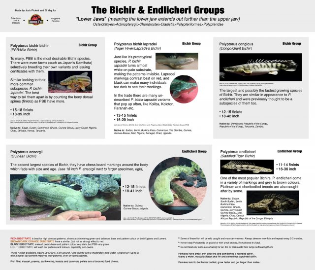 Bichir Species Chart