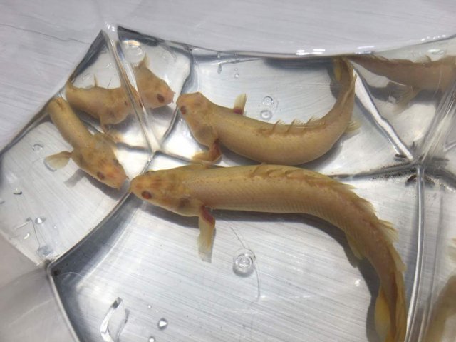 received_1257412824344675.jpeg