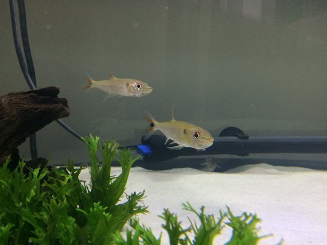 freshwater barracuda for sale