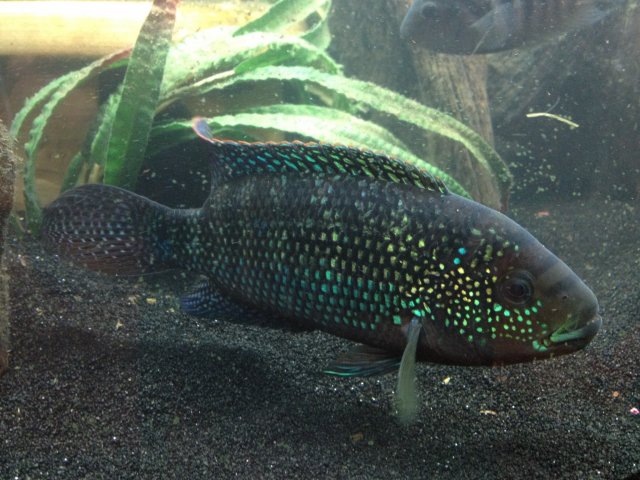 Jack Dempsey 2-18-2014.jpg