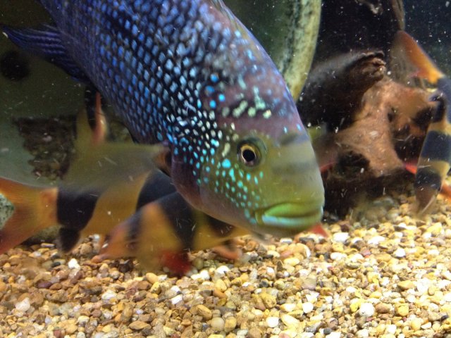 Jack Dempsey 5-14-2015.jpg