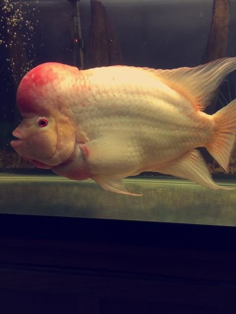 zz flowerhorn.jpg