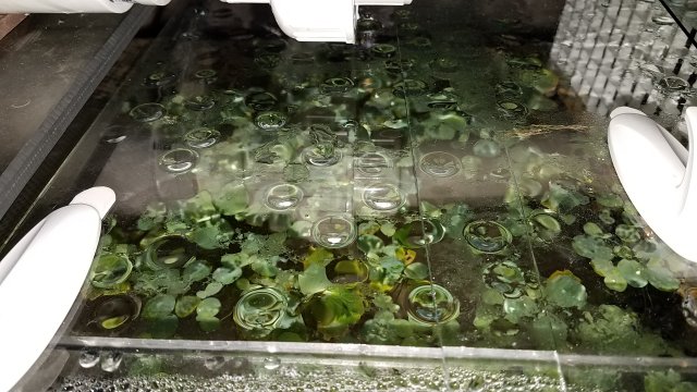 20170324_081858.jpg 20170324_081858.jpg