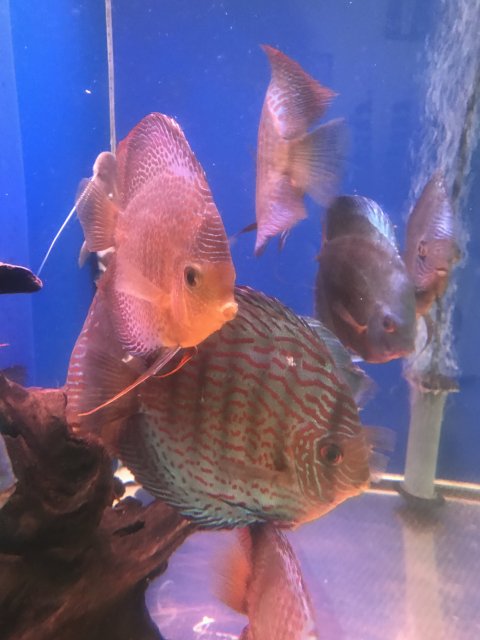 IMG_0180.JPG IMG_0180.JPG