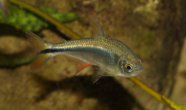 Astyanax_mexicanus_pantepec_1.jpg
