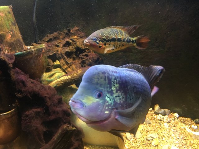 Flowerhorn 3-21-2017.jpg