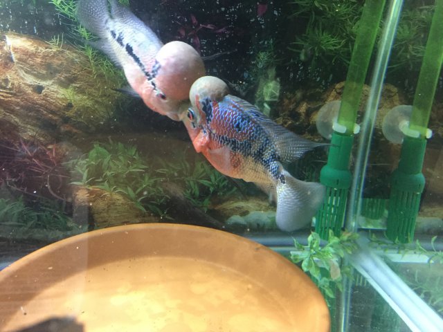 IMG_7028.JPG IMG_7028.JPG