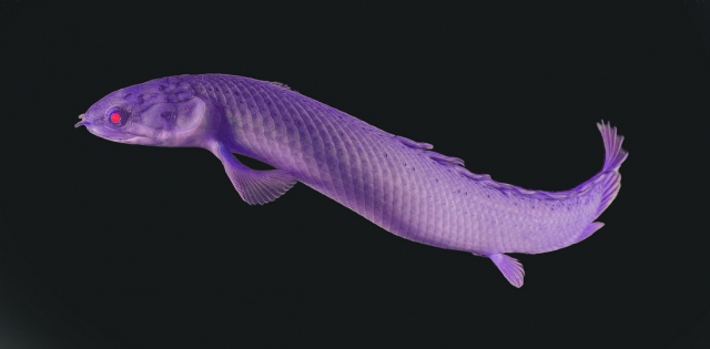purple poly.png