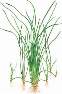 4289_74_285-vallisneria-nana.jpg