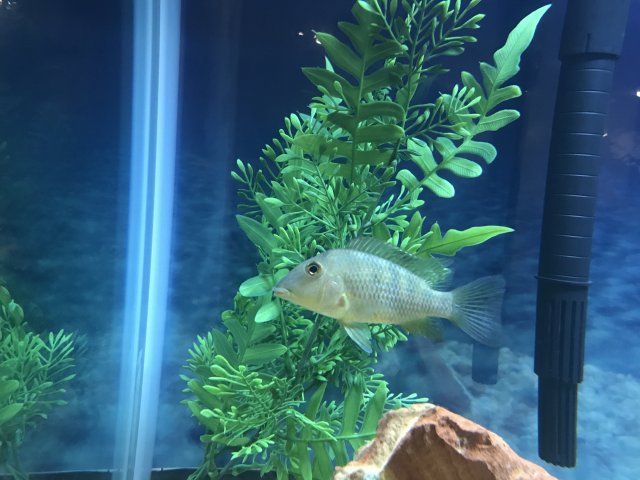 IMG_0135.JPG IMG_0135.JPG