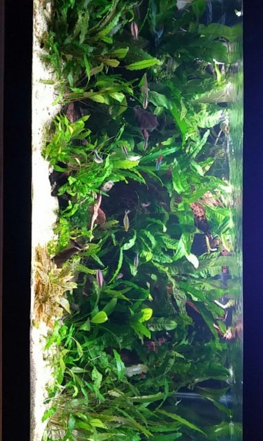 Plants.jpeg