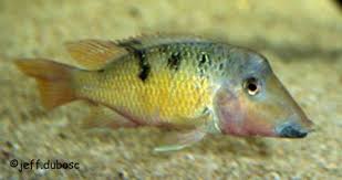 Unknown.jpeg Unknown.jpeg