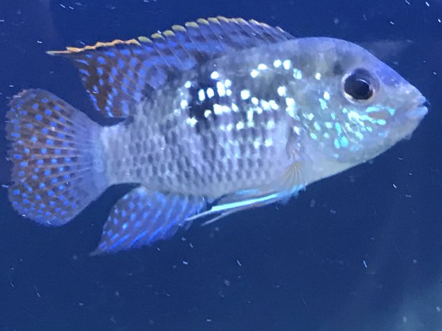 IMG_3691.JPG