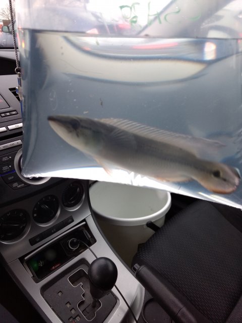 IMG_20170407_175140073.jpg IMG_20170407_175140073.jpg