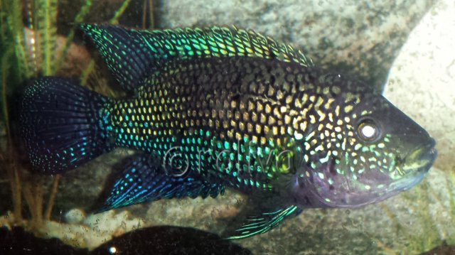 Jack 2014_03_22a two.jpg Jack 2014_03_22a two.jpg